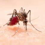 Queda de 70% nos casos de dengue no Brasil em 2026