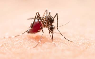 Queda de 70% nos casos de dengue no Brasil em 2026