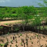 Embrapa alerta Nordeste para risco de seca no El Niño 2026/2027