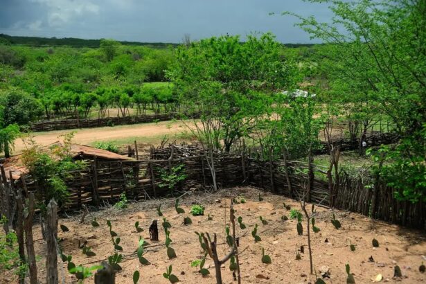 Embrapa alerta Nordeste para risco de seca no El Niño 2026/2027