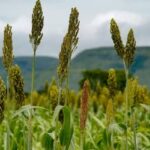 Goiás projeta crescimento de 7,8% na produção de grãos na safra 2026/27 (22 de outubro)