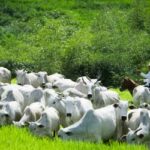 Rebanho bovino brasileiro cai 1,7% em 2025, mas produção e exportações atingem recordes