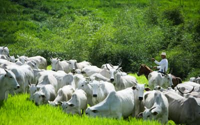 Rebanho bovino brasileiro cai 1,7% em 2025, mas produção e exportações atingem recordes